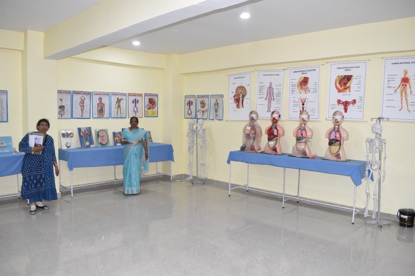 Anatomy laboratory display of torso models and human body system charts